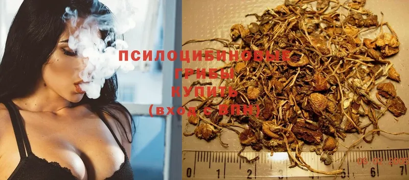 mega зеркало  Красноуфимск  Галлюциногенные грибы Psilocybe  что такое  