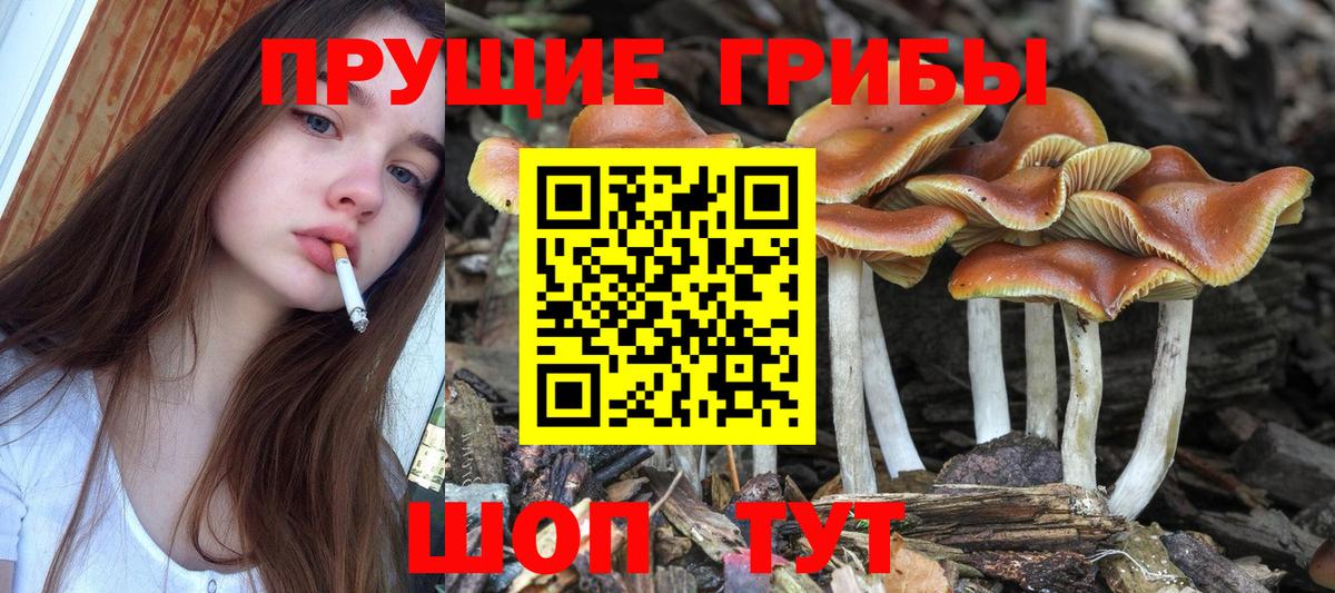 Галлюциногенные грибы прущие грибы  Вход с VPN  Красноуфимск 